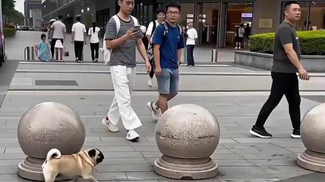 哇塞，这狗子太牛了技术杠杠的！