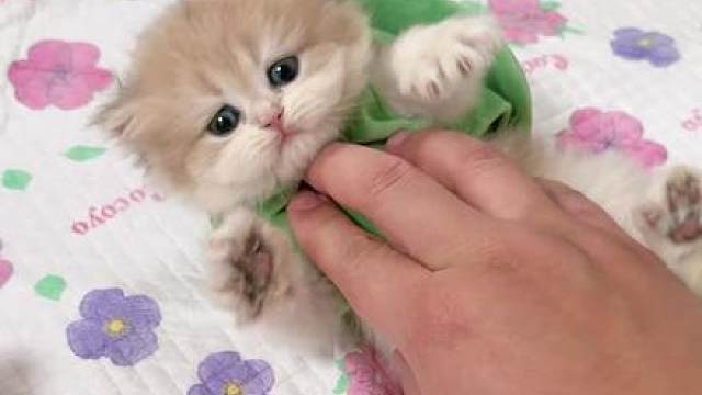 今天给小奶猫穿龟壳，上蹿下跳的太可爱了！