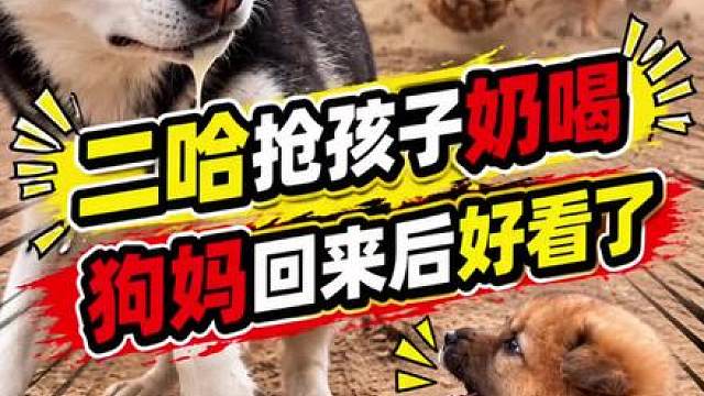 狗爸二哈居然抢孩子奶喝，当狗妈回来后…