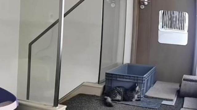 既心疼又好笑，网友：奶牛猫的脑回路总是清奇。（编辑 周云超 画面来源 网络）