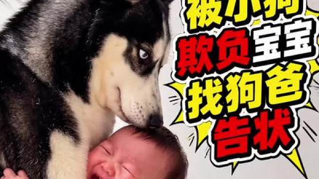 小狗欺负小宝宝，狗爸大义灭亲，谁是亲儿子