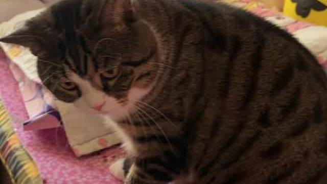 宠物猫的迷惑行为