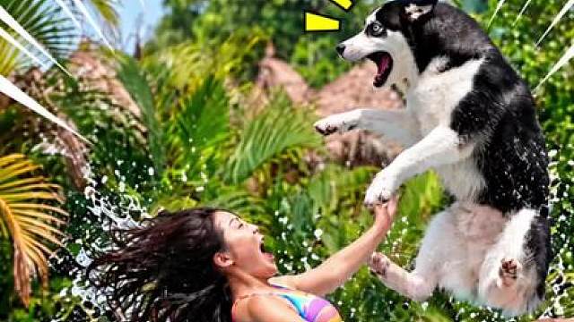 美女水上滑梯遭遇二哈拦路，狗子当场被撞飞
