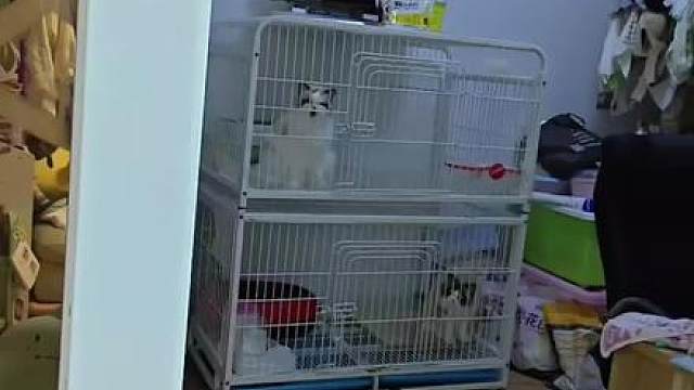 谁家猫发情了会叫？ 咱家有只 我很担心她发情时我不知道，终于发情了，这叫声只听声音，我姐来家里以为我养了只青蛙