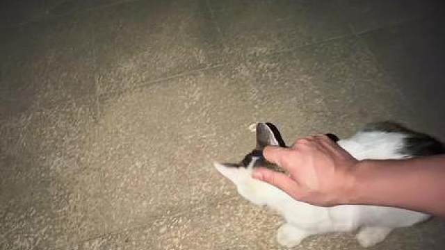 性格好到无语的猫（第二弹）