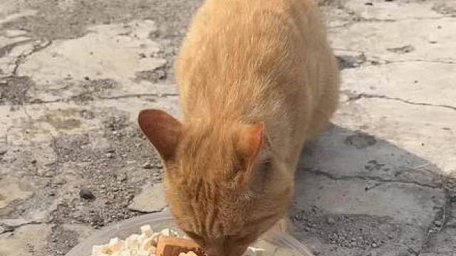 流浪猫生存权