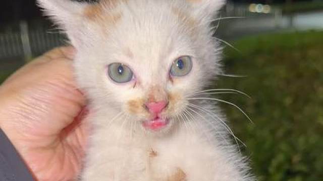 一声微弱喵叫，让我停下了回家的脚步。 深夜花池救下的小奶猫，已经找到靠谱好心人领养。
相遇是一场难得的缘分，往后不用再流浪。
愿它在新家吃得饱饱，平安喜乐，健康长大