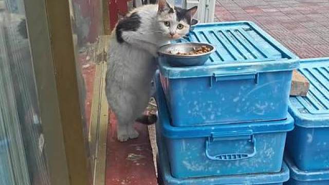 当喂流浪猫时，喂到自己曾领养出去的猫时，人轻轻的碎掉了，立马联系了领养人。他给我单删了，加回来她解释说结婚了婆婆嫌弃猫咪掉毛就给扔了....现在猫咪已经带回家了