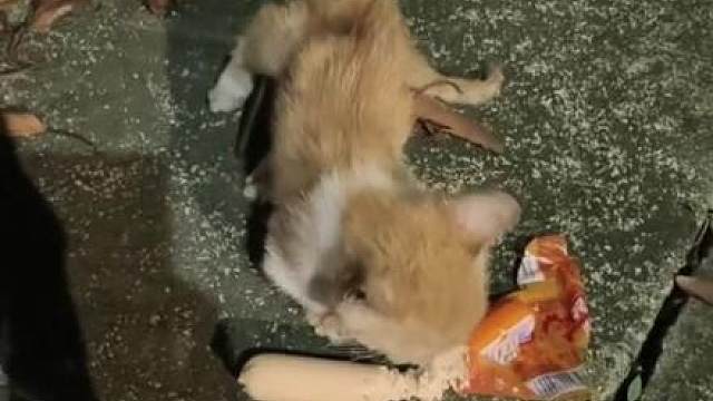 路遇一腿部受伤的流浪小猫，但愿非恶人所为！ 永泰新村口公交站牌等车时候，发现一只腿受伤的流浪小猫，后肢瘫痪，看着挺可怜！但自己着急赶车，附近买了两根火腿肠投喂它，自己上班无能为力，希望路过的好心人能收养它 了
