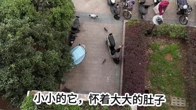 小小的它 翻了多少垃圾桶才养大了自己 ，以后又要怎样百般讨好 才能养活自己的孩子，？第一次从猫的眼里看到了疲惫和无力的麻木.. 感上天赋予了我怜悯之心 却并没有给予我解救众生的能力