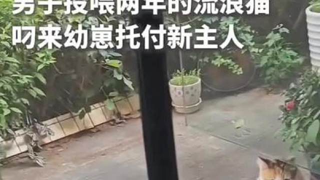 一场无声的“托付”！男子投喂两年的流浪猫，叼来五只幼崽托付给他……网友：满满的信任，它把全世界都给了他。（素材来源：网友“三哥的太阳日记”）