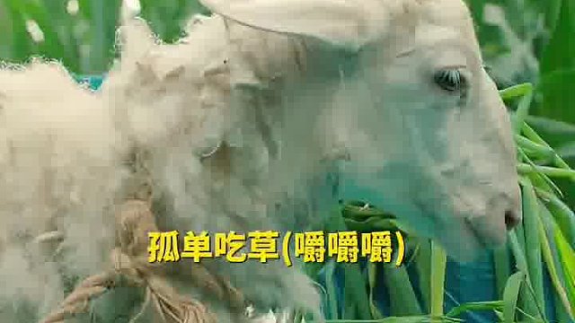 小夫妻去苞米地凉快