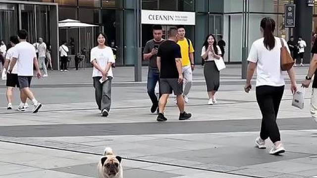 妈呀这狗子也太灵活了吧，太牛了