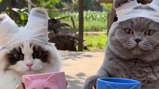 猫咪手工：今天做两个陶瓷杯。 另外招募猫咪演员，要扛打的。 视频为AI制作，剧情虚构，请勿模仿！