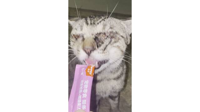 众筹救助流浪猫