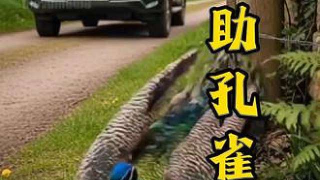 救助孔雀开屏报恩 好心女子救助孔雀开屏报恩