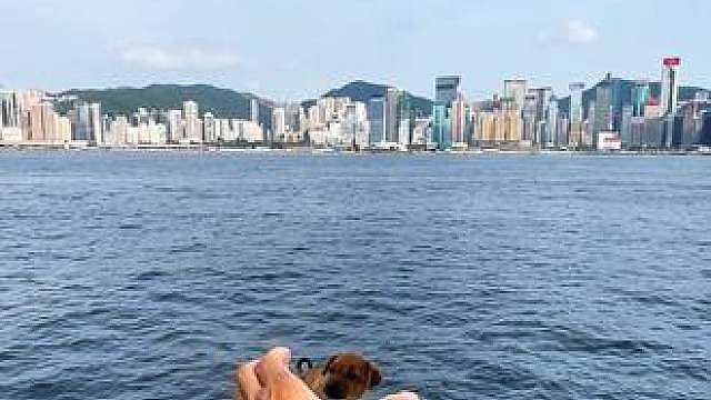 大海里捡到狗子,,不知道是走失还是被遗弃…寻找有缘人认领