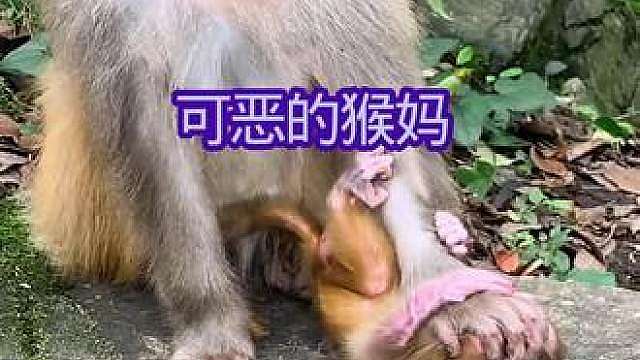 动物的迷惑行为