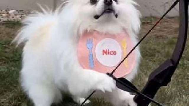 千万帮Lupa练出翘臀