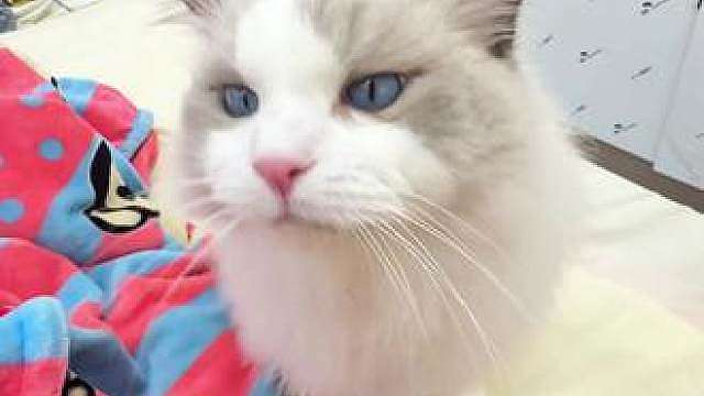 人 你愿意做我的电子主人吗