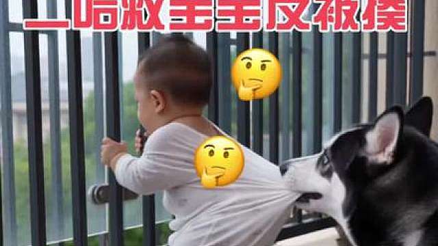 二哈救下宝宝反被宝宝揍，二哈委屈得哇哇哭