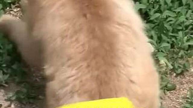 动物幼崽的迷惑行为