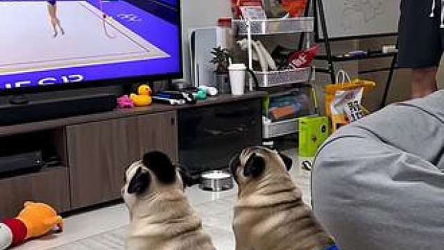 这两只狗狗真默契啊