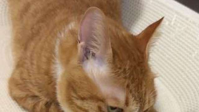 大家帮我看一下 我的猫正常吗