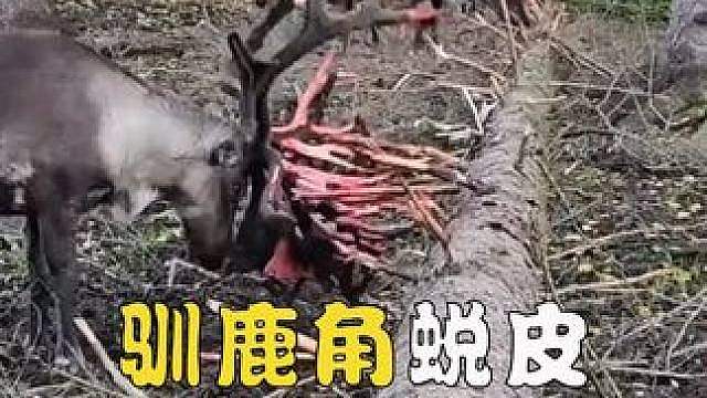 为什么这只鹿要用自己的角不断摩擦树枝呢？