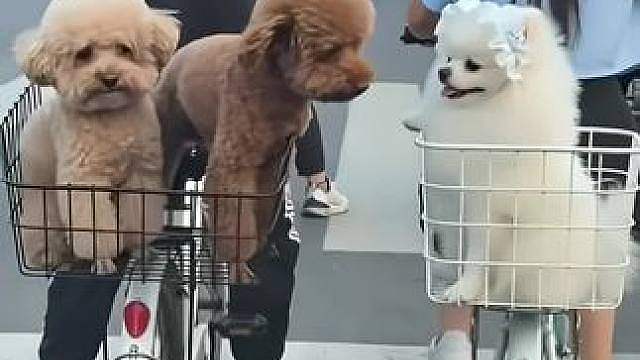 搞笑视频