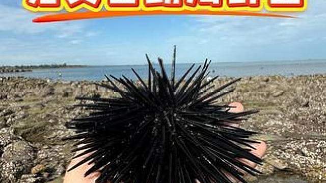 赶海觅食，小渔村的自助海鲜面