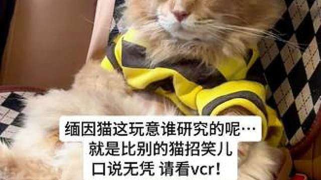缅因猫这玩意谁研究的呢... #