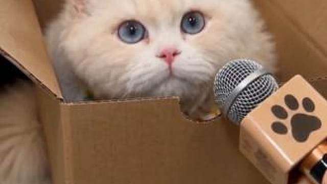 小猫真的都是液体做的吗？