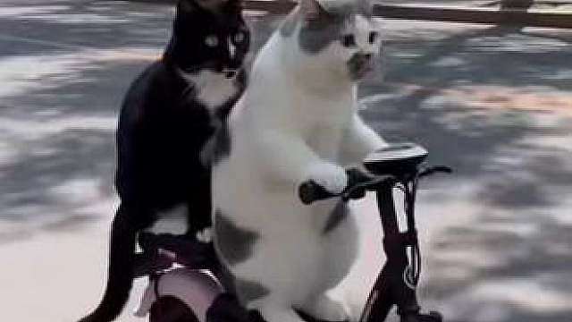 猫咪的迷惑行为
