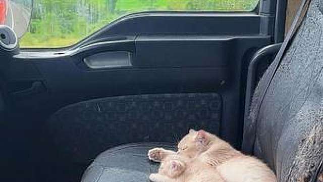 回家啦猫猫、