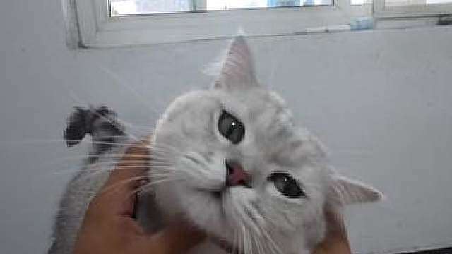 本想养只温柔小猫，结果收获一个显眼包