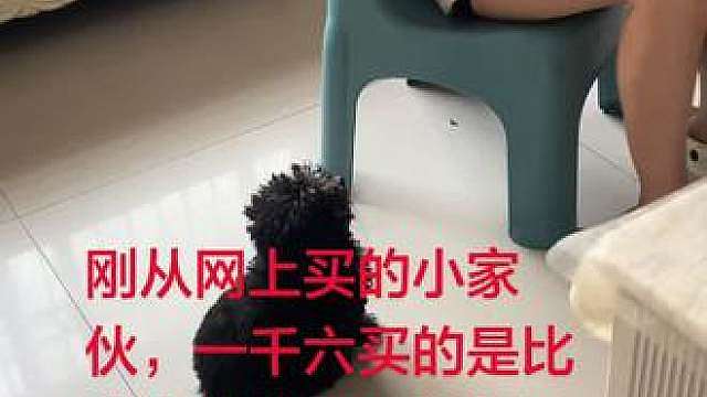不养宠不知道养宠的乐趣