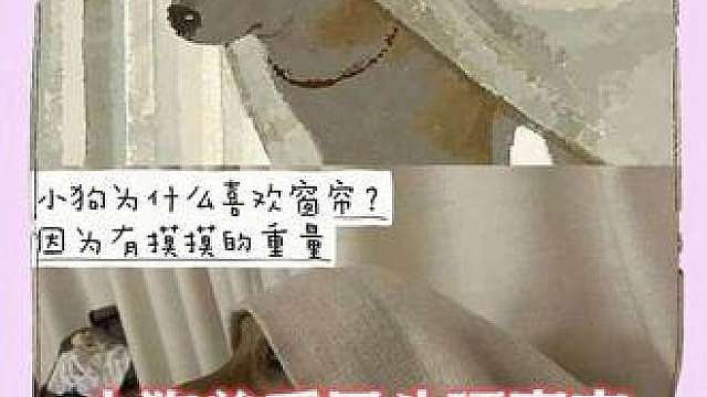 小狗总爱用头顶窗帘，原来是在求摸摸头