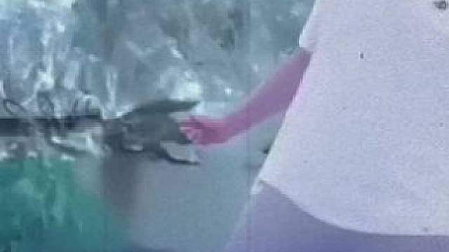 丹东百灵鸟来喽！