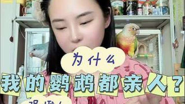 自我破译为什么我养的鹦鹉都亲人？