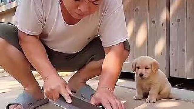 磨刀吓唬小狗，反被大狗一把推进水缸
