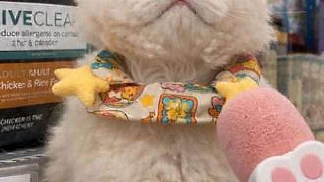 猫咪眼中的猫窝等级！你家的咪咪也是这样嘛