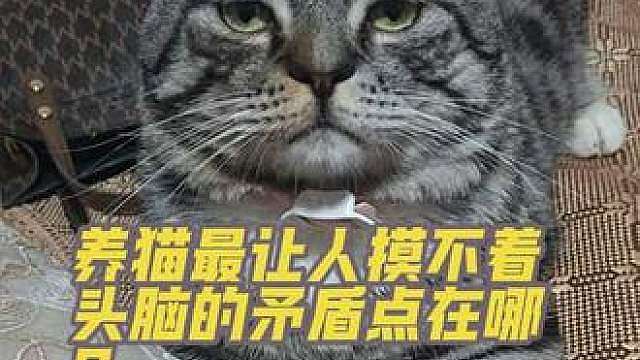 你家的猫也是这样的吗？