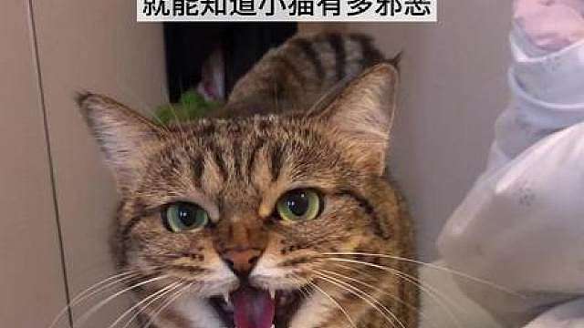 原来这才是小猫真正的叫声！