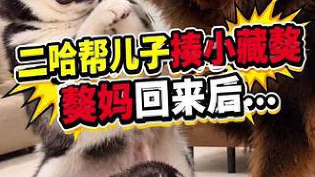 二哈帮儿子揍小藏獒，獒妈回来后好戏开始了