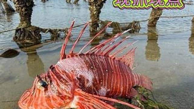 小渔村的海底捞，现抓现煮