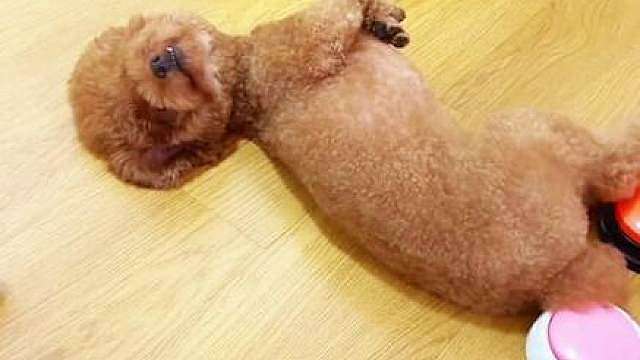 被这狗带的快成“诈骗”头子了