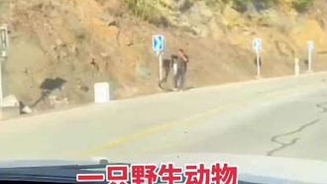 保护野生动物真的人人有责。 
 我路上刚好拍到了这一幕：一只野生动物袭击了路人，现场看了真的有点毛骨悚然。 
不过后续结局还算稳妥，两边最终达成协议，都选择不伤害对方，各自平安回家了。