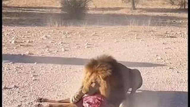 草原重装巨兽北美野牛有多猛？路见不平砸花豹，各类掠食者全遭碾压。