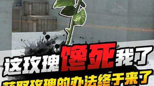 这玫瑰真是给我馋哭了